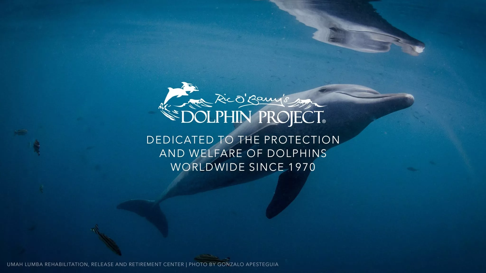 Dolphin Project has campaigned for dolphin welfare and anti-captivity work since 1970.